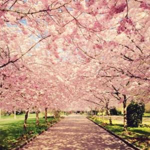 A pathway lined with blooming cherry blossom trees creating a pink canopy.