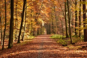 Autumn path covered with fallen leaves in a forest.