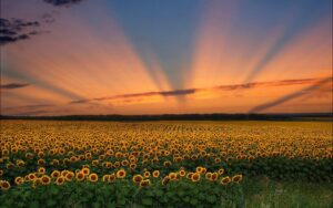 A vast sunflower field under a colorful sunset sky with radiant sun rays.