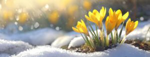 Yellow crocus flowers blooming through snow in sunlight.